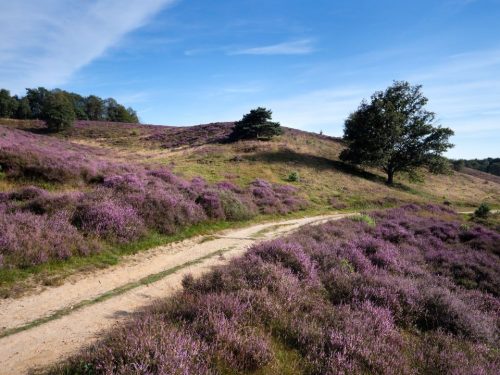 Hotelaanbieders.nl 3 NACHTEN SPECIAL! ⚡ Geniet van een 4-daagse MINIVAKANTIE in een MODERN 4*-hotel met eigen cocktailbar op de Veluwe in Ede incl. ontbijt & GRATIS parkeren!